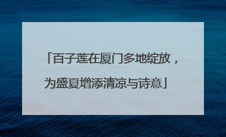 百子莲在厦门多地绽放，为盛夏增添清凉与诗意