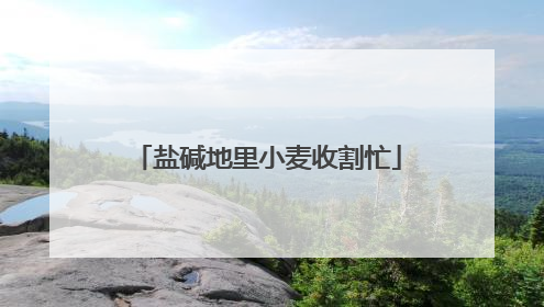 盐碱地里小麦收割忙
