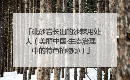 砒砂岩长出的沙棘用处大（美丽中国·生态治理中的特色植物③）