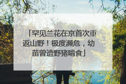 罕见兰花在京首次重返山野！极度濒危，幼苗曾遭野猪啃食