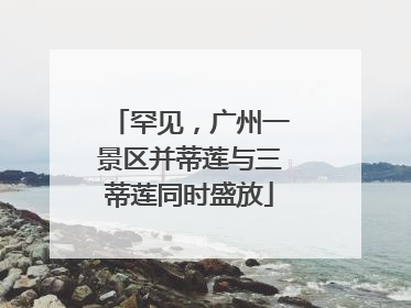 罕见，广州一景区并蒂莲与三蒂莲同时盛放