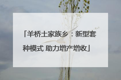 羊桥土家族乡：新型套种模式 助力增产增收