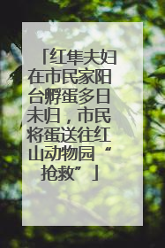 红隼夫妇在市民家阳台孵蛋多日未归，市民将蛋送往红山动物园“抢救”
