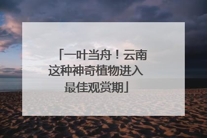 一叶当舟！云南这种神奇植物进入最佳观赏期