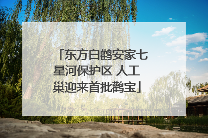 东方白鹳安家七星河保护区 人工巢迎来首批鹳宝