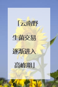 云南野生菌交易逐渐进入高峰期