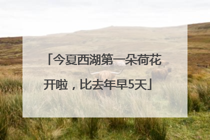今夏西湖第一朵荷花开啦，比去年早5天