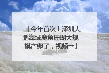今年首次！深圳大鹏海域鹿角珊瑚大规模产卵了，视频→
