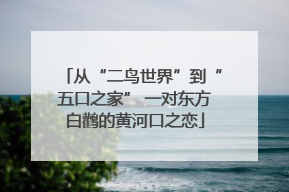 从“二鸟世界”到“五口之家” 一对东方白鹳的黄河口之恋