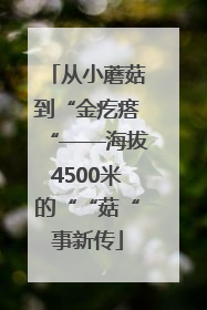 从小蘑菇到“金疙瘩“——海拔4500米的““菇“事新传