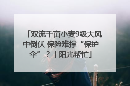 双流千亩小麦9级大风中倒伏 保险难撑“保护伞”？丨阳光帮忙