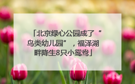 北京绿心公园成了“鸟类幼儿园”，福泽湖畔降生8只小鸳鸯
