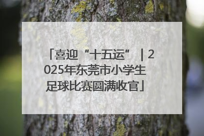 喜迎“十五运”｜2025年东莞市小学生足球比赛圆满收官