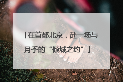 在首都北京，赴一场与月季的“倾城之约”