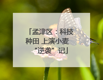孟津区：科技种田 上演小麦“逆袭”记