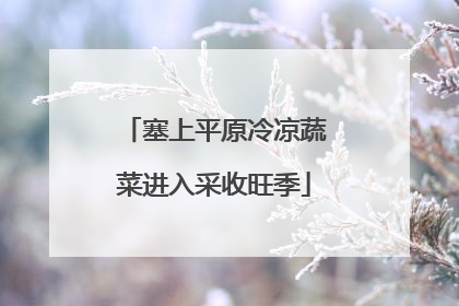 塞上平原冷凉蔬菜进入采收旺季