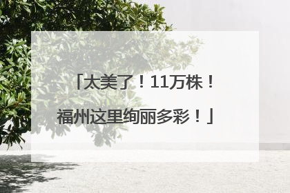 太美了！11万株！福州这里绚丽多彩！