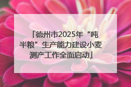 德州市2025年“吨半粮”生产能力建设小麦测产工作全面启动