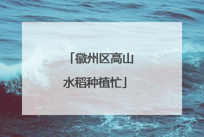 徽州区高山水稻种植忙