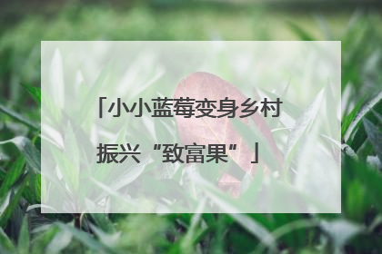 小小蓝莓变身乡村振兴“致富果”