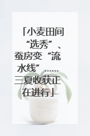 小麦田间“选秀”、蚕房变“流水线”……三夏收获正在进行