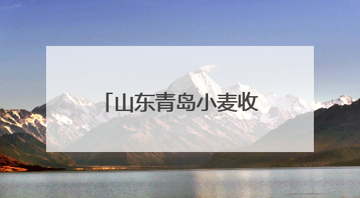 山东青岛小麦收获作业全面展开