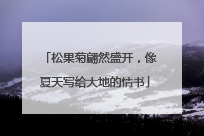 松果菊翩然盛开，像夏天写给大地的情书