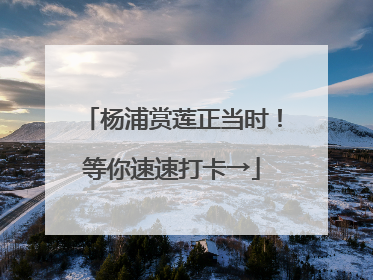 杨浦赏莲正当时！等你速速打卡→