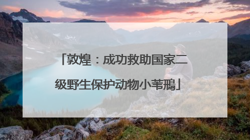 敦煌：成功救助国家二级野生保护动物小苇鳽