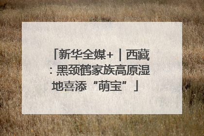 新华全媒+｜西藏：黑颈鹤家族高原湿地喜添“萌宝”