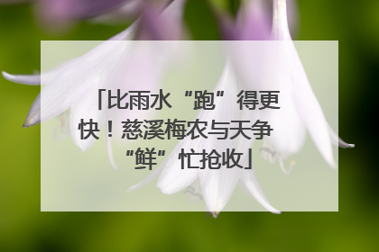 比雨水“跑”得更快！慈溪梅农与天争“鲜”忙抢收