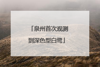 泉州首次观测到深色型白鹭