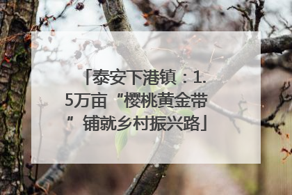 泰安下港镇：1.5万亩“樱桃黄金带”铺就乡村振兴路