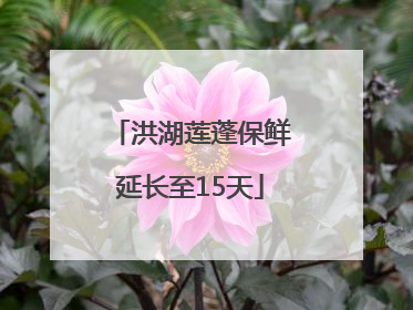 洪湖莲蓬保鲜延长至15天