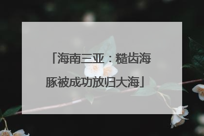 海南三亚：糙齿海豚被成功放归大海