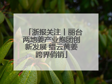 浙报关注丨丽台两地姜产业抱团创新发展 缙云黄姜跨界俏销
