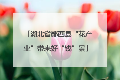 湖北省郧西县“花产业”带来好“钱”景