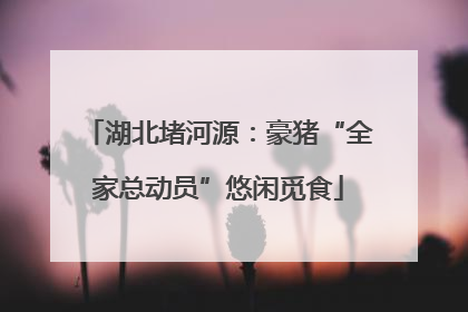 湖北堵河源：豪猪“全家总动员”悠闲觅食
