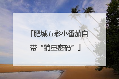 肥城五彩小番茄自带“销量密码”
