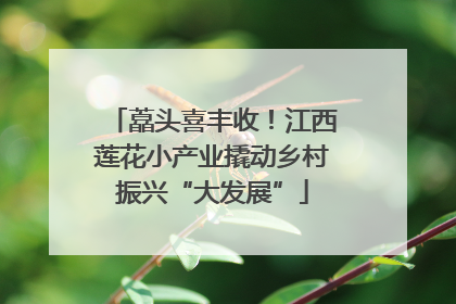 藠头喜丰收！江西莲花小产业撬动乡村振兴“大发展”