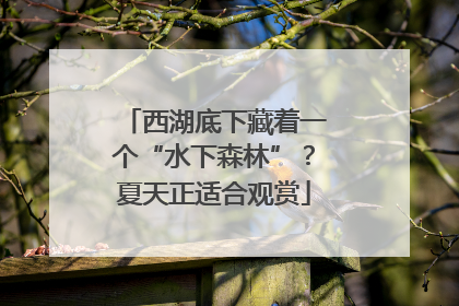 西湖底下藏着一个“水下森林”？夏天正适合观赏