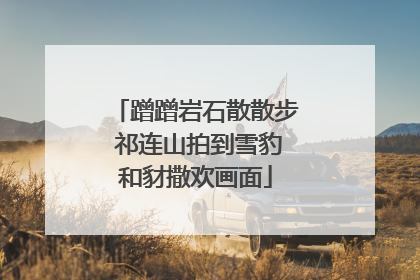 蹭蹭岩石散散步 祁连山拍到雪豹和豺撒欢画面