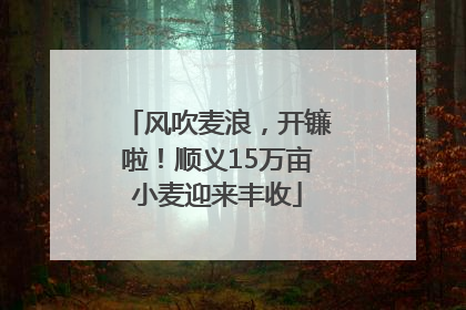 风吹麦浪，开镰啦！顺义15万亩小麦迎来丰收