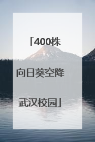 400株向日葵空降武汉校园